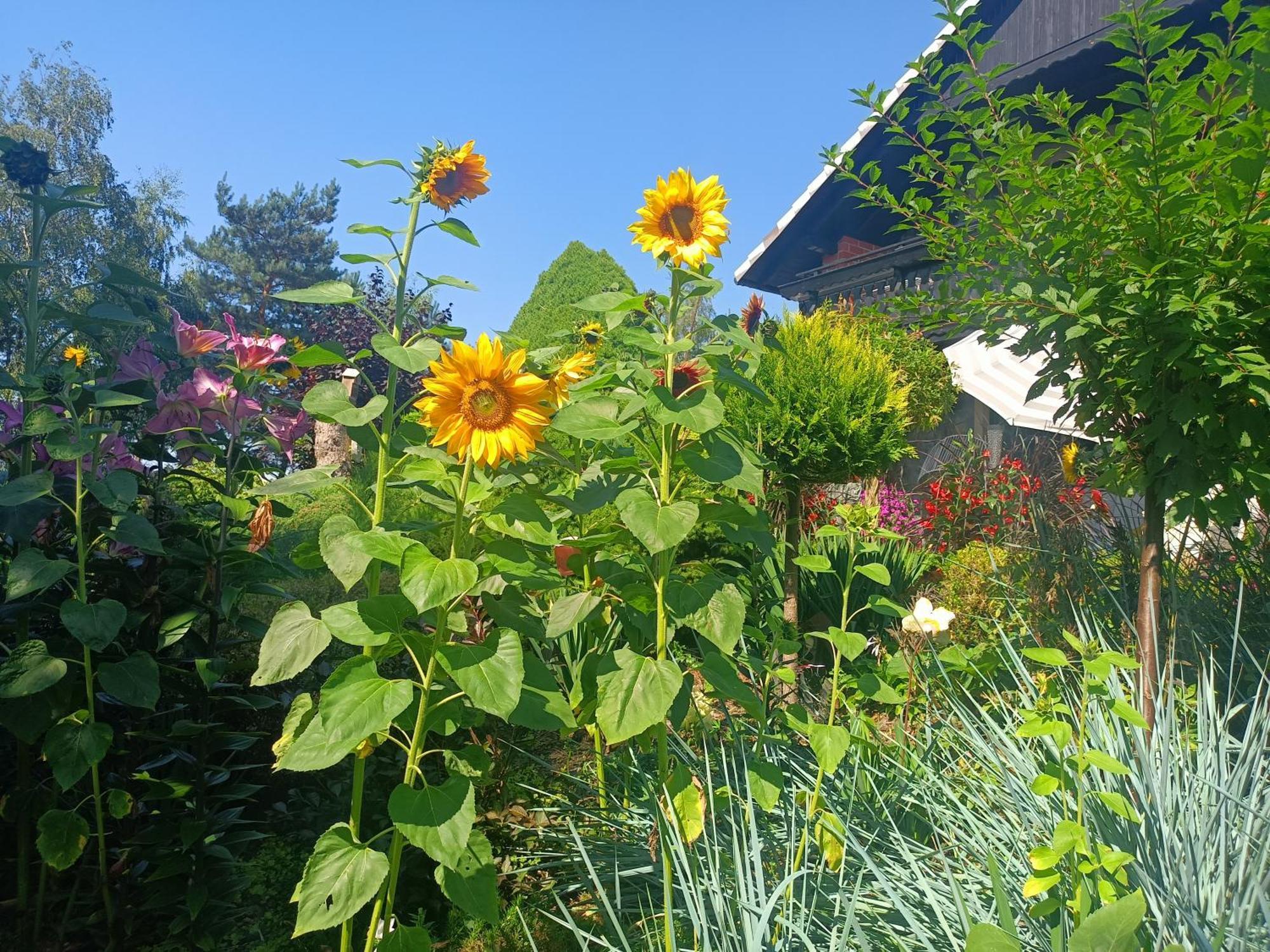 Hortus Apartament Z Klimatyzacja Boleslawiec  Exteriér fotografie